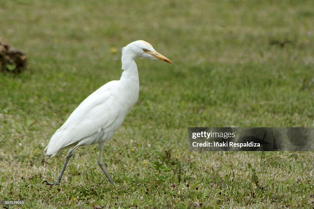 Cattle Egret