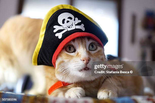 red cat with pirate hat - cat with red hat fotografías e imágenes de stock