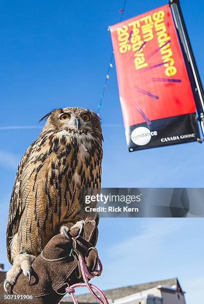 Bubo the Eagle Owl of Earthwings.org is seen during the Sundance Film Festival on January 27, 2016 in Park City, Utah.