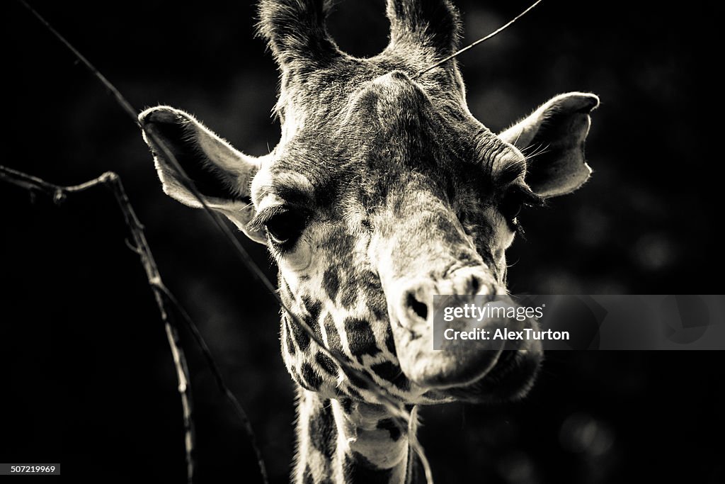 Giraffe portrait black and white