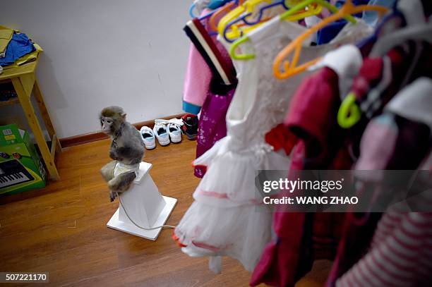 This picture taken on January 26, 2016 shows a monkey waiting to put on a costume before a performance at a monkey training school in a zoo in...