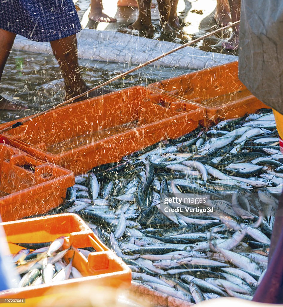 Fishermen collect the catch on the beach