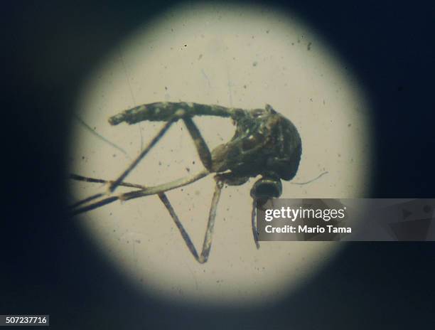 An Aedes aegypti mosquito is seen through a microscope at en exhibition on Dengue fever on January 28, 2016 in Recife, Pernambuco state, Brazil. The...