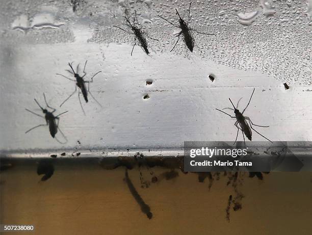 Aedes aegypti mosquitos in various stages of development are displayed at en exhibition on Dengue fever on January 28, 2016 in Recife, Pernambuco...