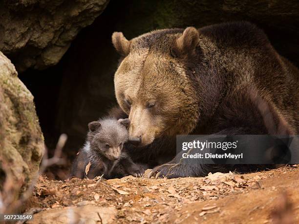 ours brun famille - brown bear cub photos et images de collection