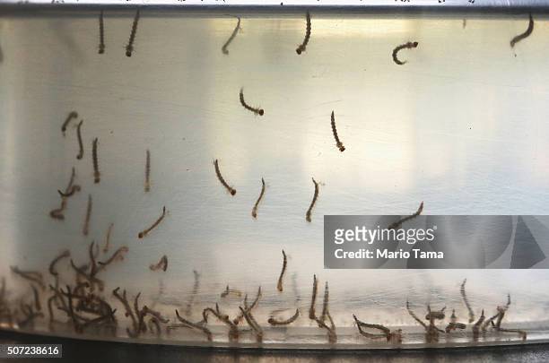 Aedes aegypti mosquito larvae are displayed at en exhibition on Dengue fever on January 28, 2016 in Recife, Pernambuco state, Brazil. The mosquito...