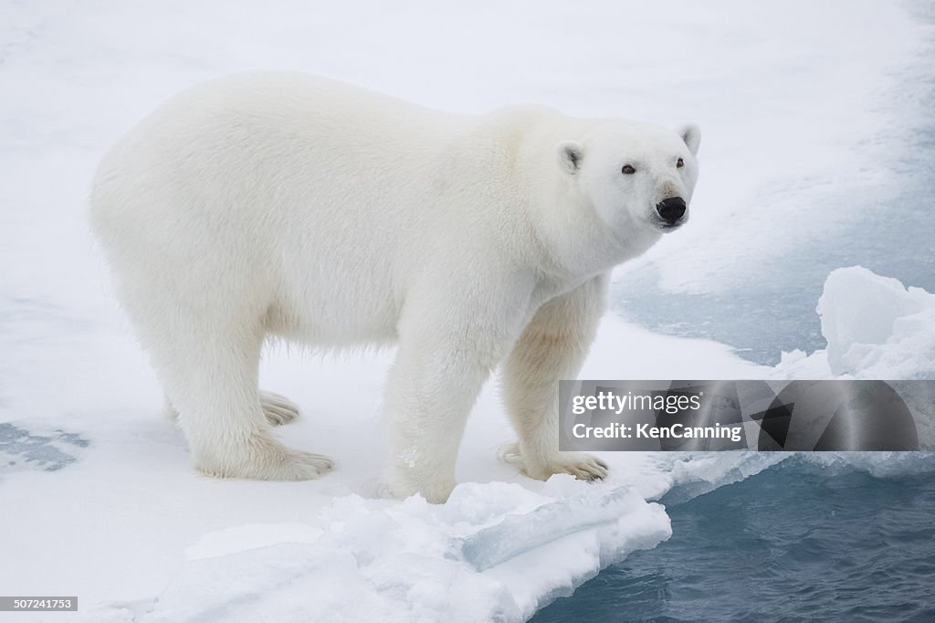 Polar Bear on Pack Ice