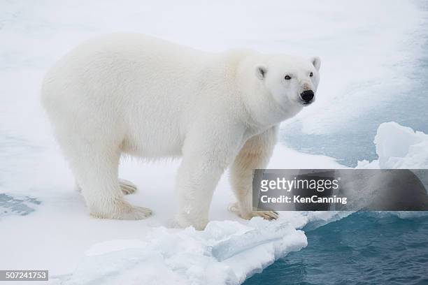 polar bear on pack ice - polar bear iceberg stock pictures, royalty-free photos & images