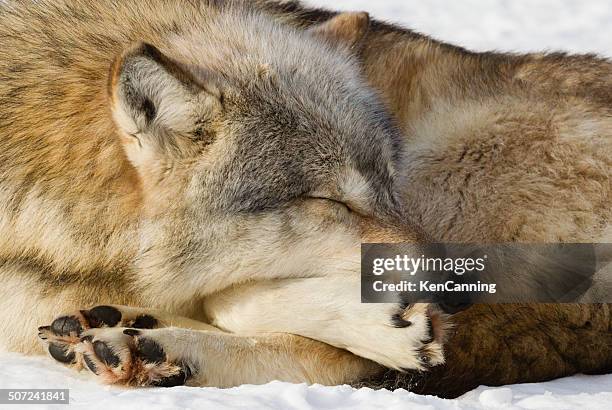 gray wolf sleeping in winter snow - sleeping wolves stock pictures, royalty-free photos & images