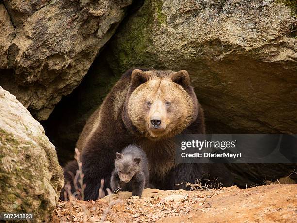 brown bear family - caverne stock pictures, royalty-free photos & images