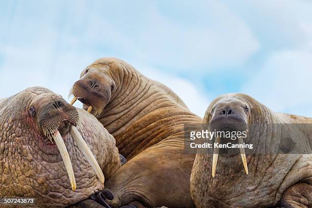 waltus - arctic walrus stock pictures, royalty-free photos & images