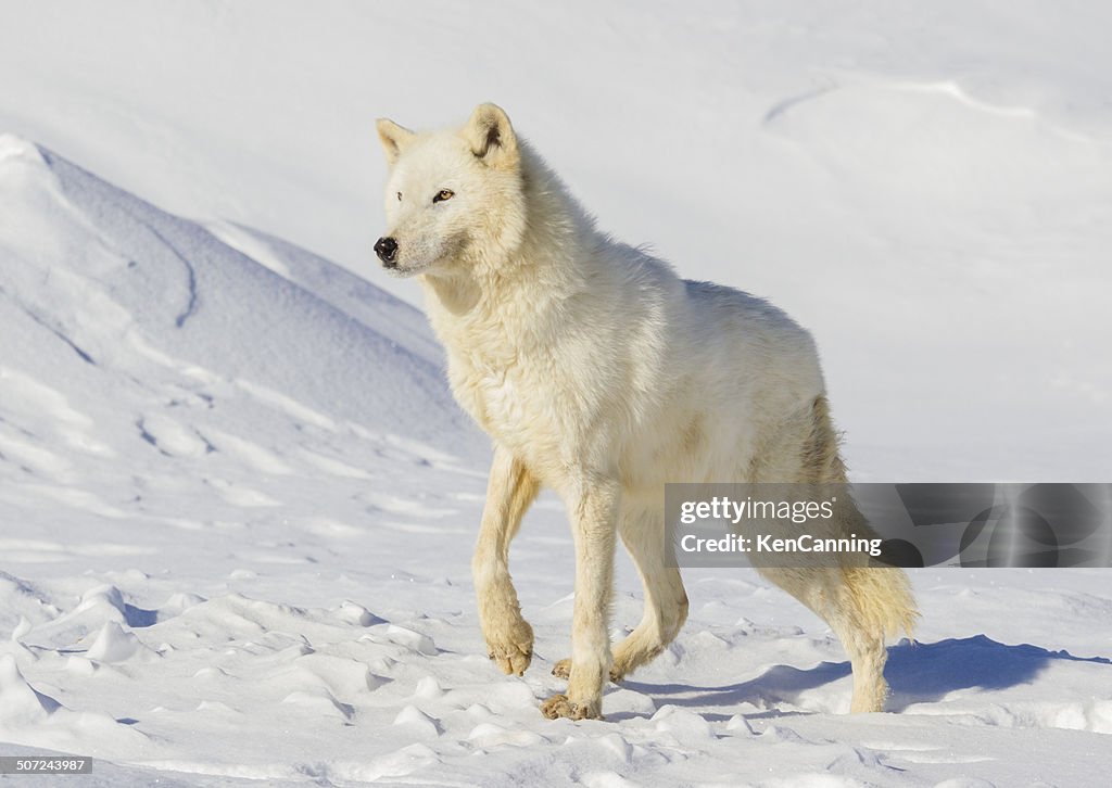 Arctic Wolf
