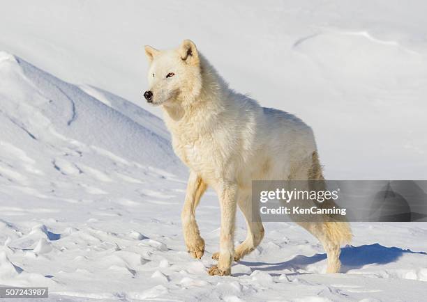 arctic wolf - arctic wolf stock pictures, royalty-free photos & images