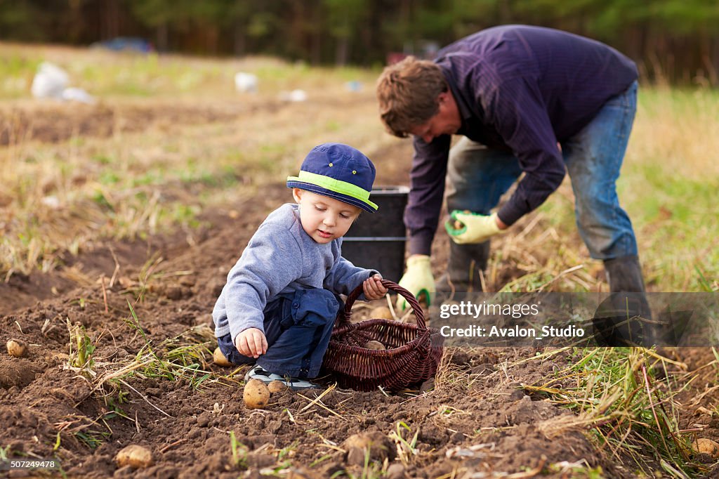 Potato harvest