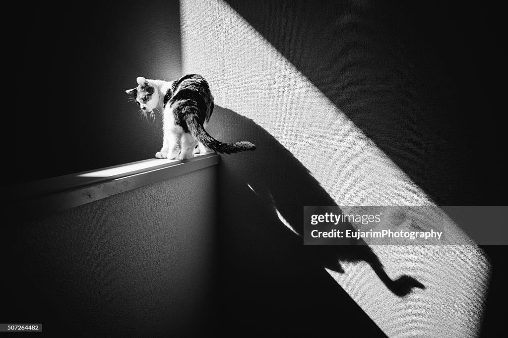 Cat and shadow