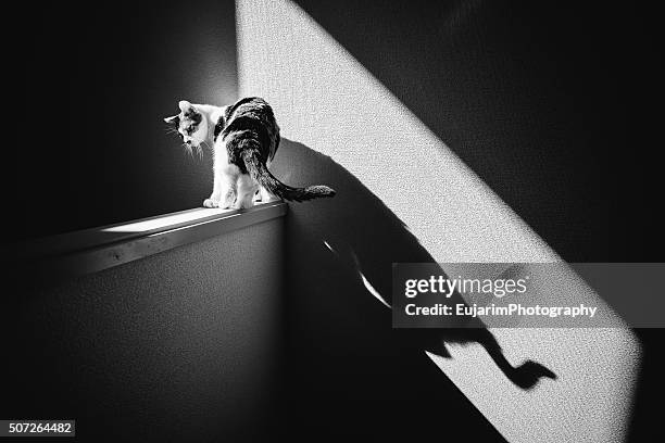 Cat With Shadow Shadow Cats Photos and Premium High Res Pictures - Getty Images