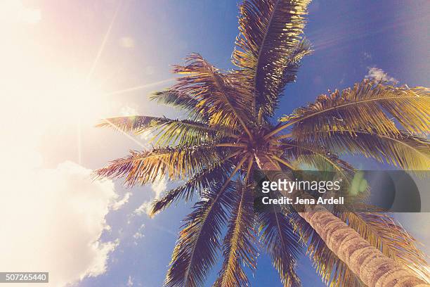 palm tree blue sky solar flare - sunny florida stock pictures, royalty-free photos & images