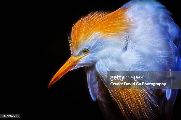 portrait of an egret in neon - portland neon sign stock pictures, royalty-free photos & images