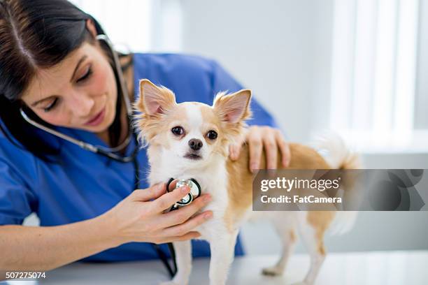 infirmière à l'écoute d'un chien de coeur - jeune animal photos et images de collection
