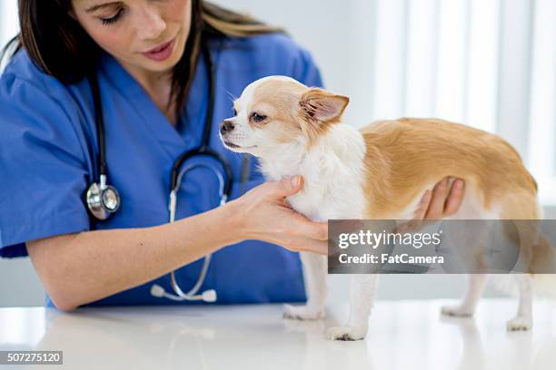 infermiera esaminando un cucciolo - chihuahua dog foto e immagini stock