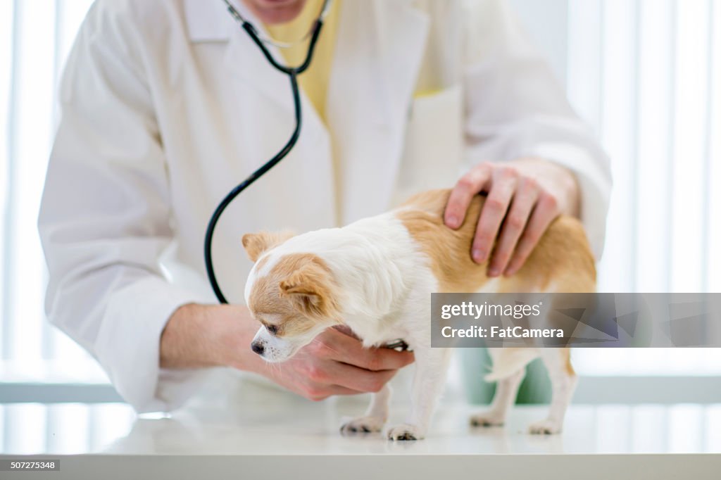 Vétérinaire examiner un chien de coeur