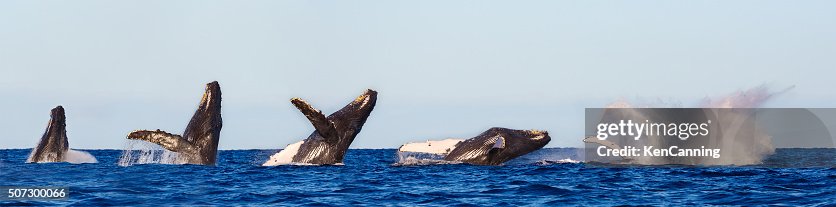 Humpback Whale Breaching Sequence Humpback Whale Breaching Sequence