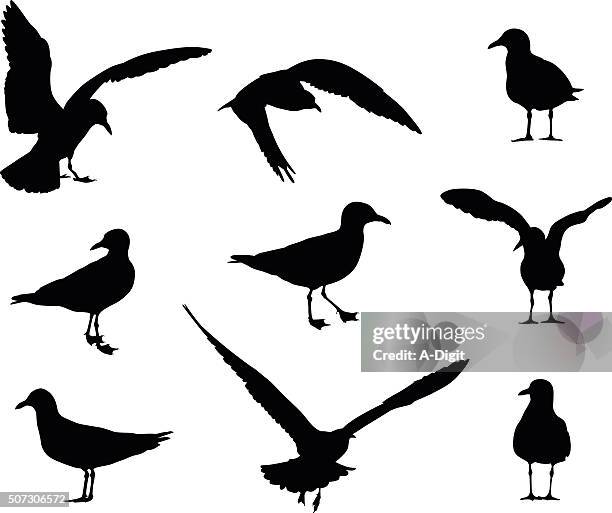 ilustraciones, imágenes clip art, dibujos animados e iconos de stock de siluetas de gaviota - gaviota