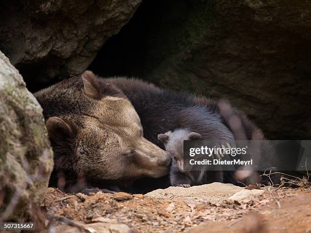 ours brun famille - brown bear cub photos et images de collection