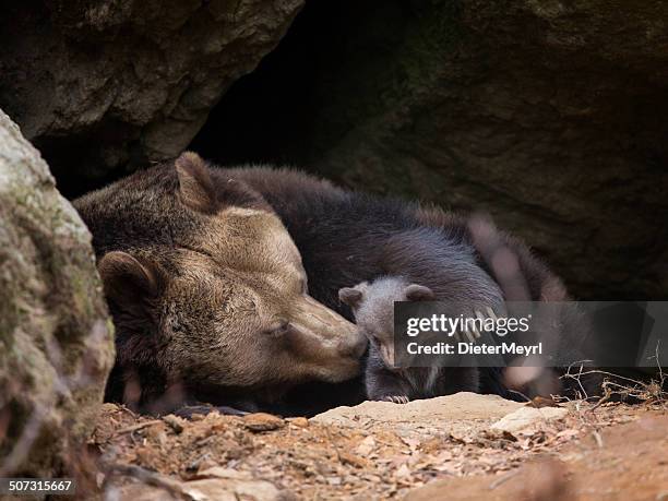 brown bear family - bear cub stock pictures, royalty-free photos & images
