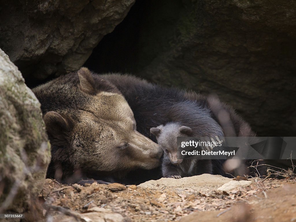 Urso pardo Família