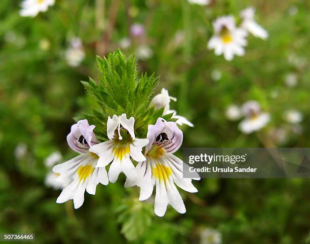 wild plant euphrasia (eyebright) - euphrasia officinalis stock pictures, royalty-free photos & images