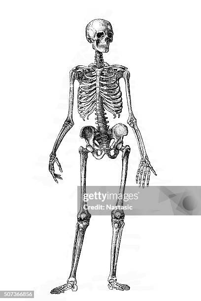 skeleton - human bone drawing stock illustrations