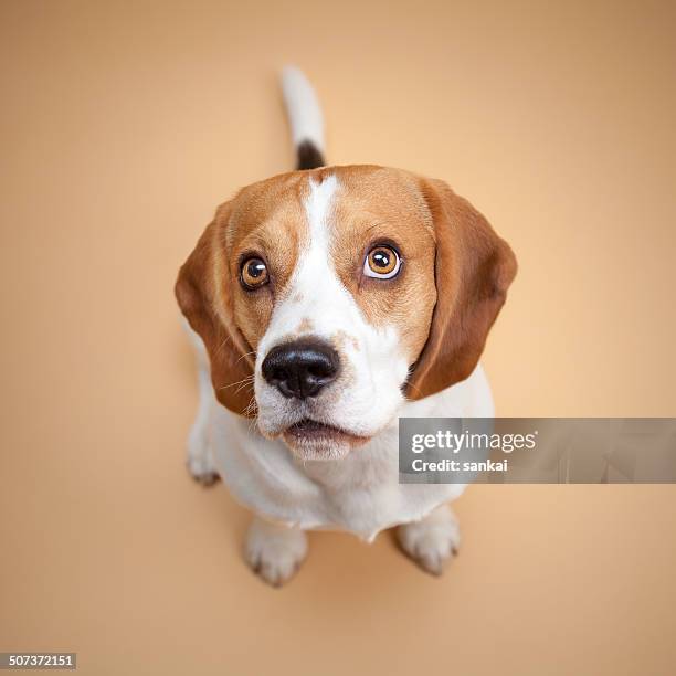 beagle isolated on beige background - beagle stockfoto's en -beelden