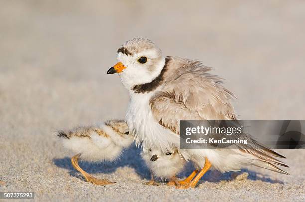 paspelierung plover - regenpfeifer stock-fotos und bilder