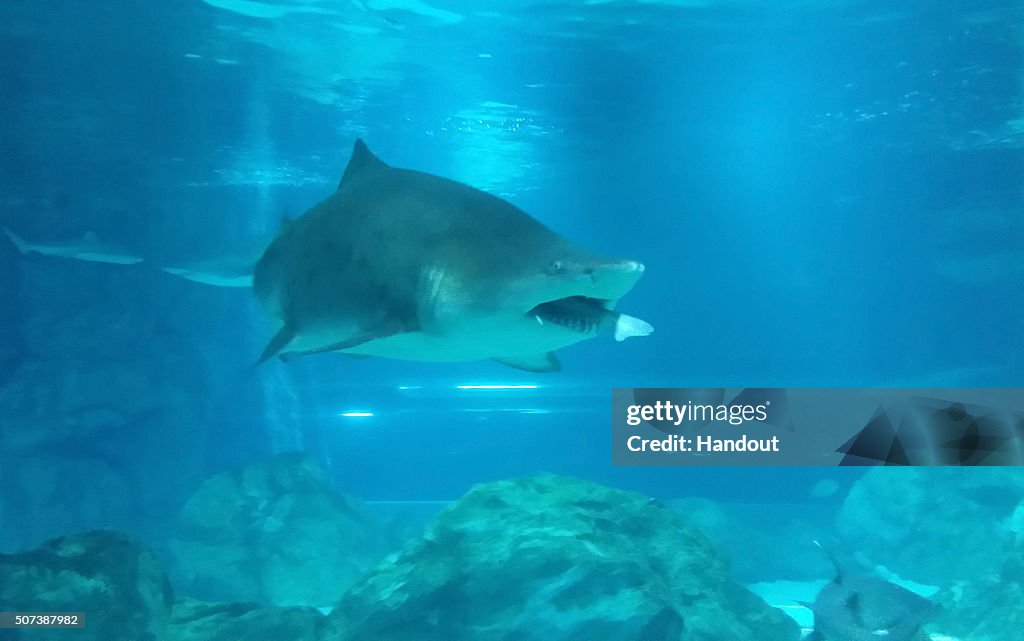 Female Shark Eats Male Shark At Aquarium In Seoul