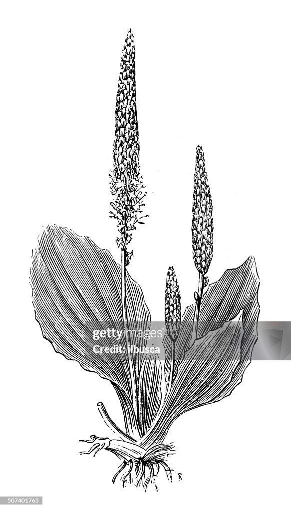 Antique illustration of Plantago major (broadleaf plantain or greater plantain)