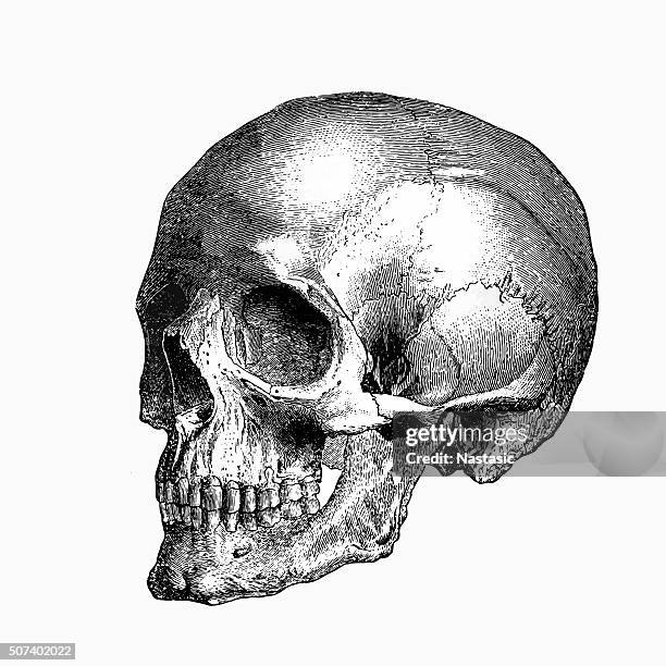 illustrations, cliparts, dessins animés et icônes de de crâne - crâne humain