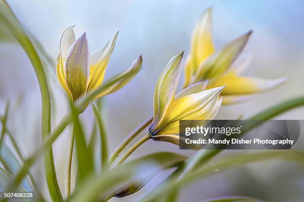 tulipa tarda - tulipa tarda stock pictures, royalty-free photos & images