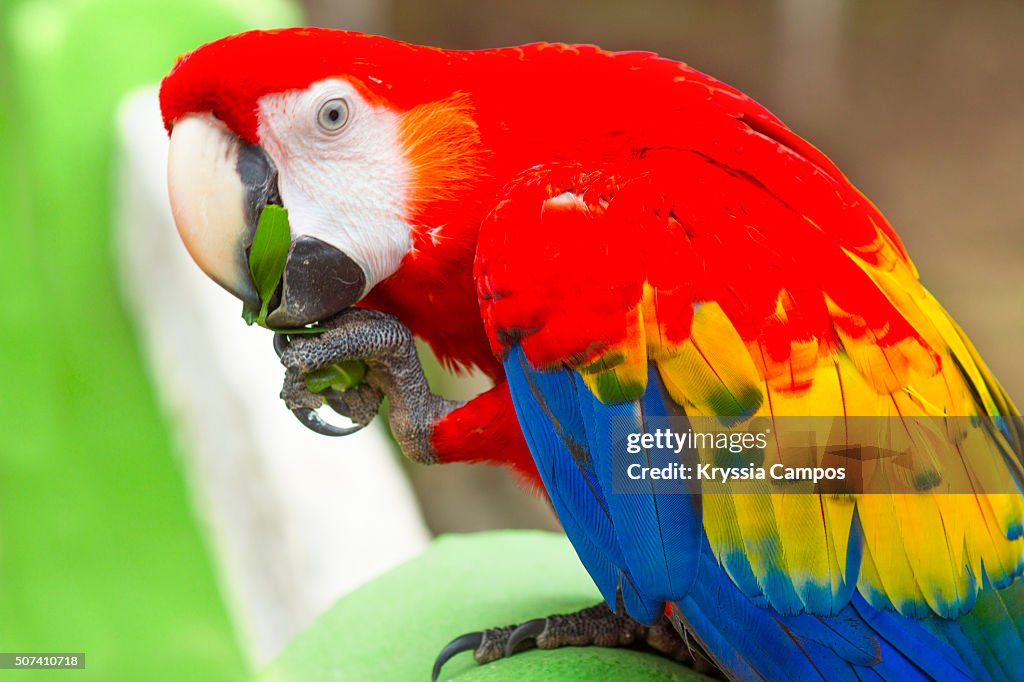 Scarlet Macaw (Ara macao) close up, Costa Rica