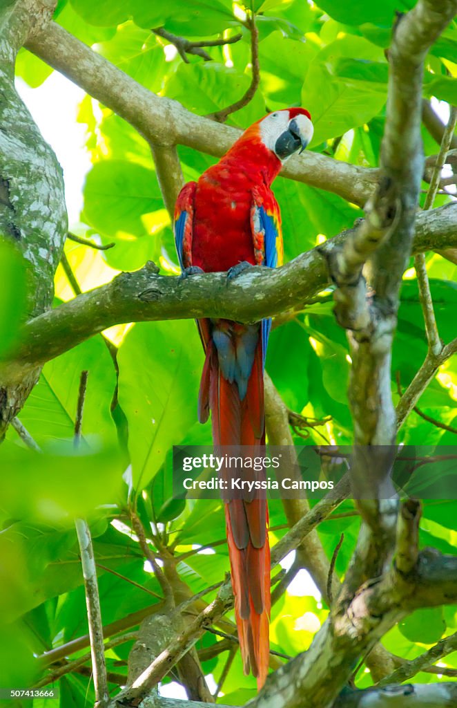 Scarlet Macaw (Ara macao) at Corcovado, Costa Rica