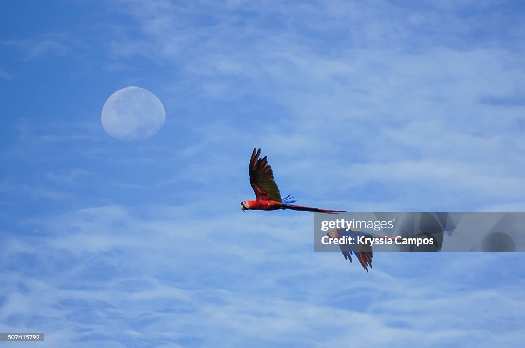 Two Scarlet Macaws (Ara macao) flying in front of the moon