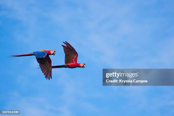 scarlet macaw (ara macao) flying against blue sky - puntarenas stock pictures, royalty-free photos & images