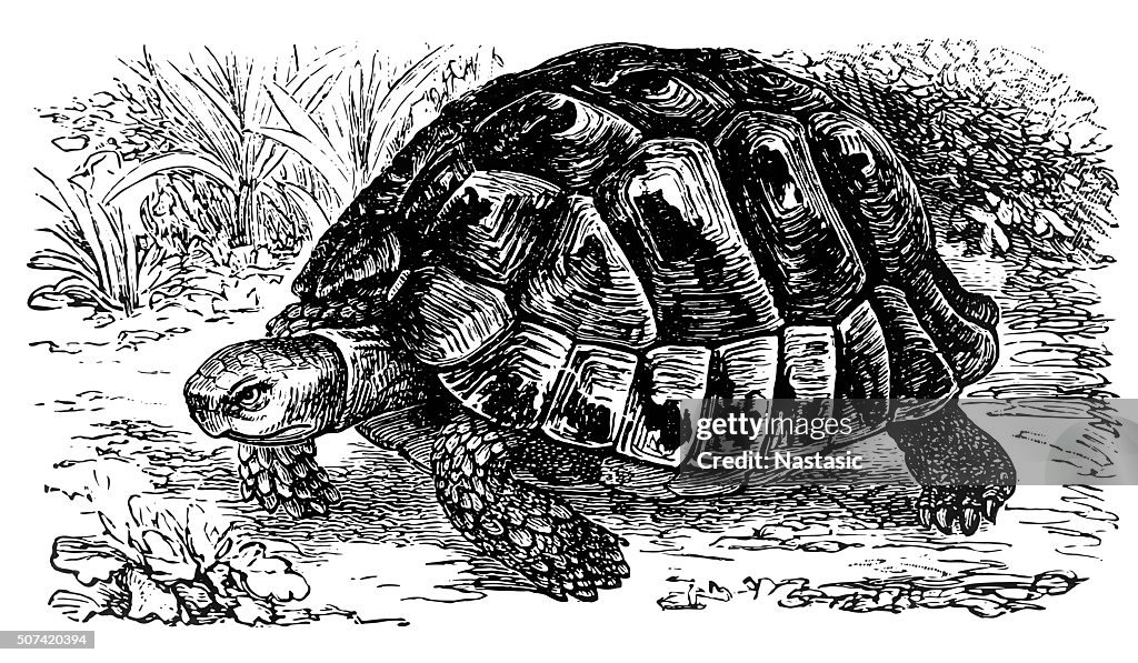 Spur-thighed tortoise (Testudo Graeca)