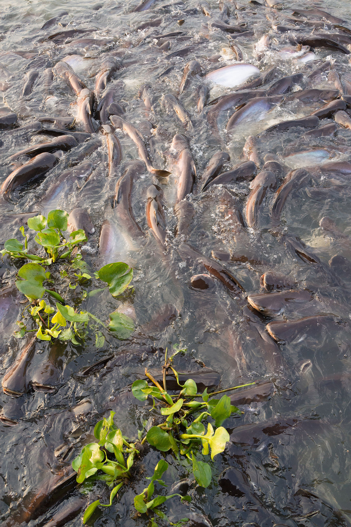 Horde of striped catfish swimming in the river Horde of striped catfish swimming in the river