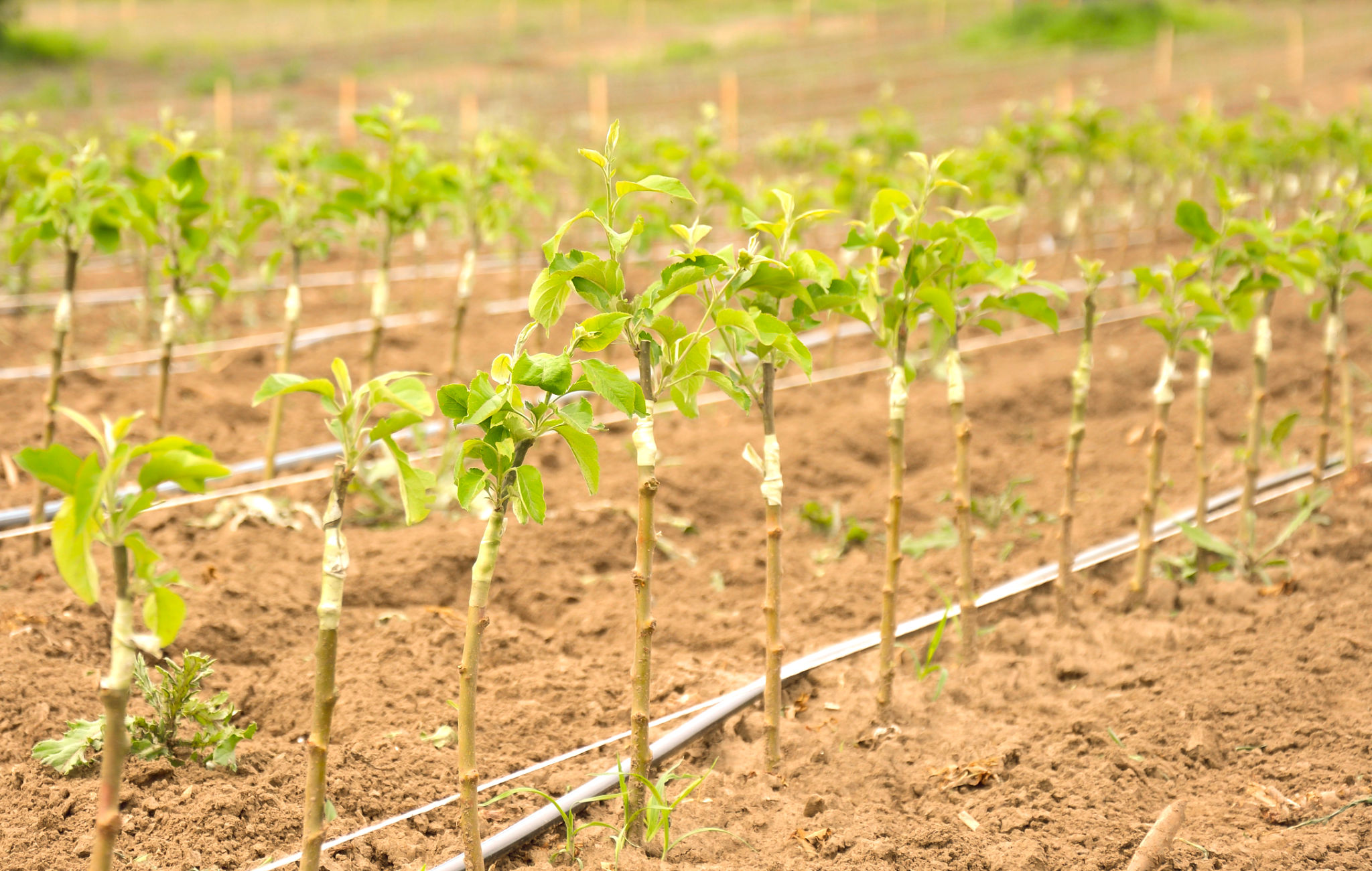 fruit tree nursery
