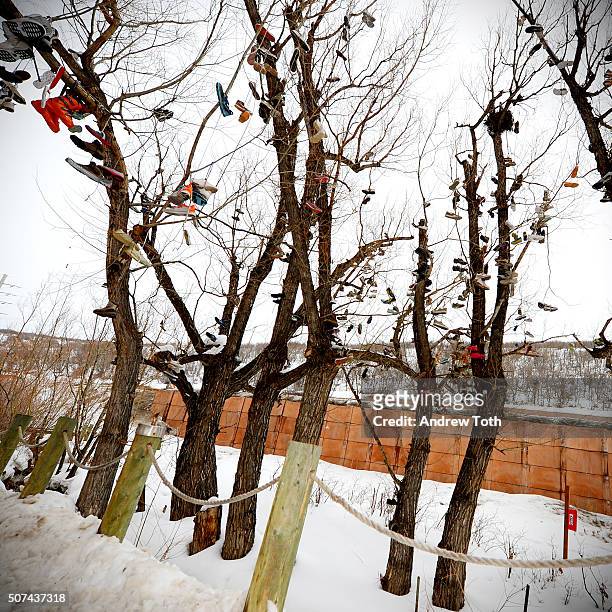 Trees filled with shoes are seen during the 2016 Sundance Film Festival on January 29, 2016 in Park City, Utah.
