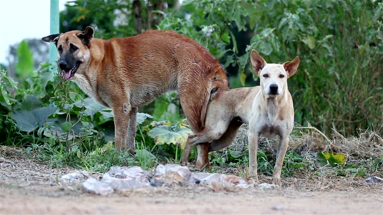 205 Mating Dogs Videos and HD Footage - Getty Images 205 Mating Dogs Videos and HD Footage - Getty Images