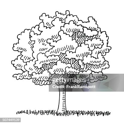 28 310点のモノクロ樹木イラスト素材 Getty Images 28 310点のモノクロ樹木イラスト素材 Getty Images