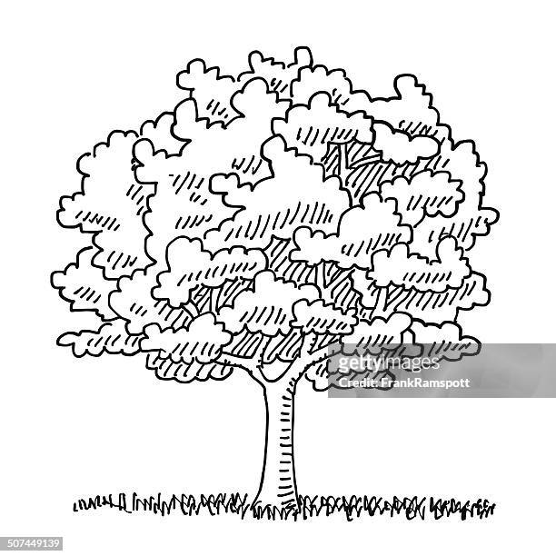 single tree summer nature drawing - deciduous tree stock illustrations