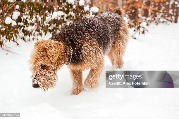 airedale terrier cachorro corre na neve - airedale terrier imagens e fotografias de stock